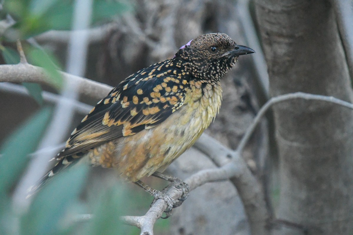 Western Bowerbird - ML646459432