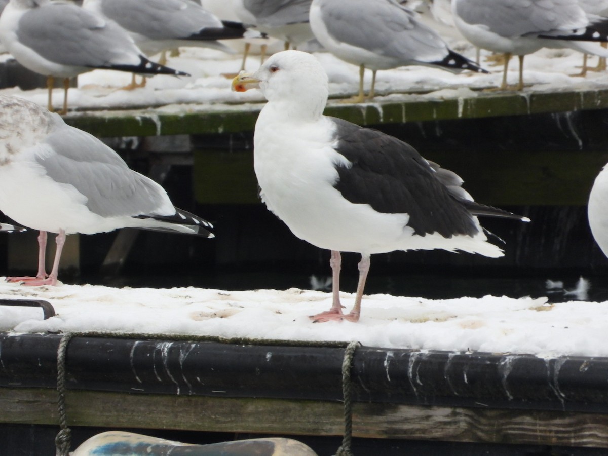 Great Black-backed Gull - ML646459433