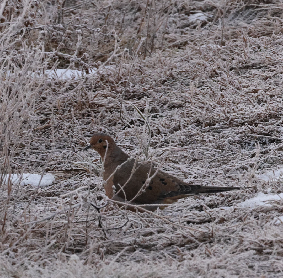 Mourning Dove - ML646459434