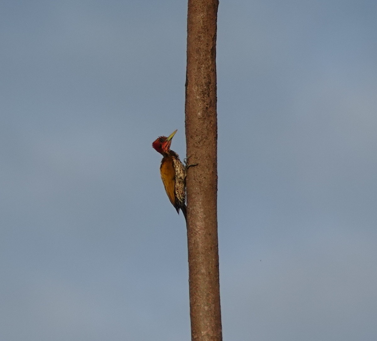 Red-headed Flameback - ML646459435