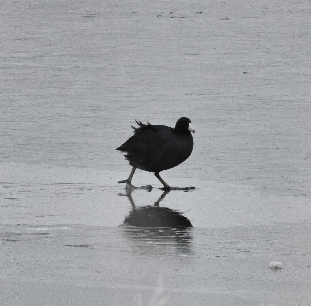 American Coot - ML646459437
