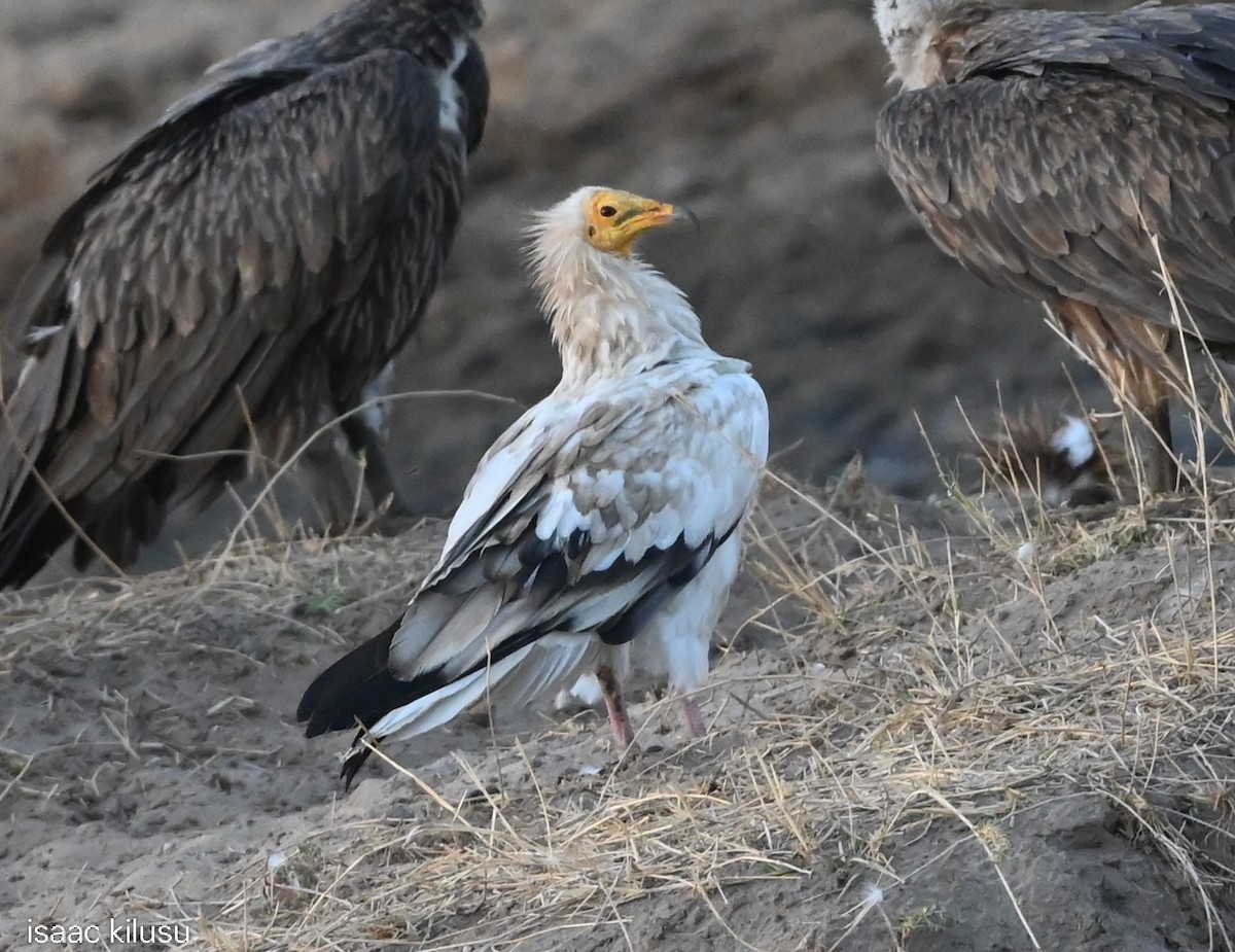 sup mrchožravý - ML646459440