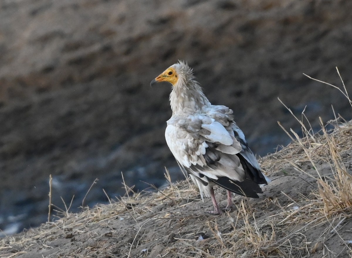 sup mrchožravý - ML646459441