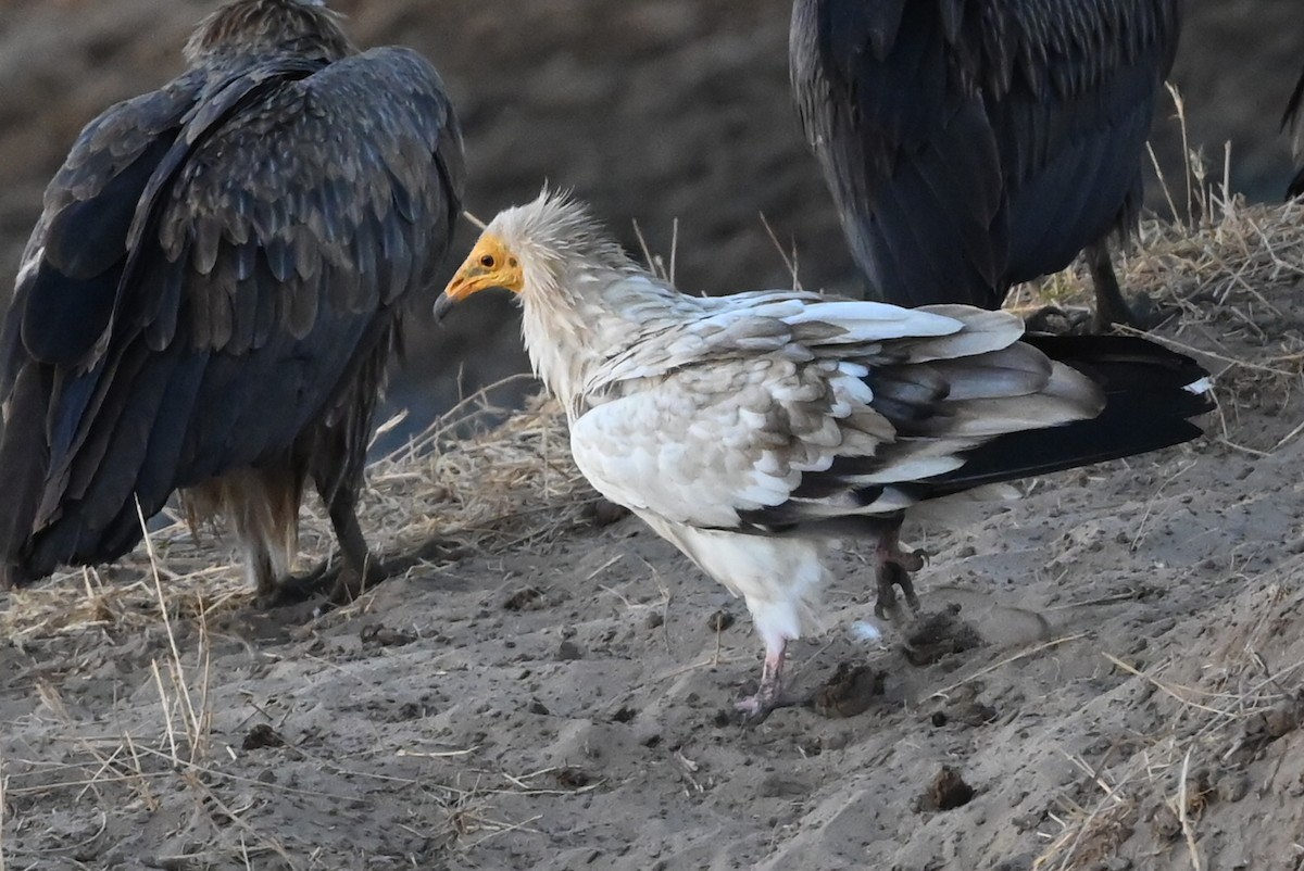 sup mrchožravý - ML646459442