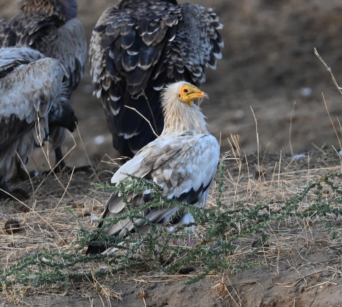 sup mrchožravý - ML646459443