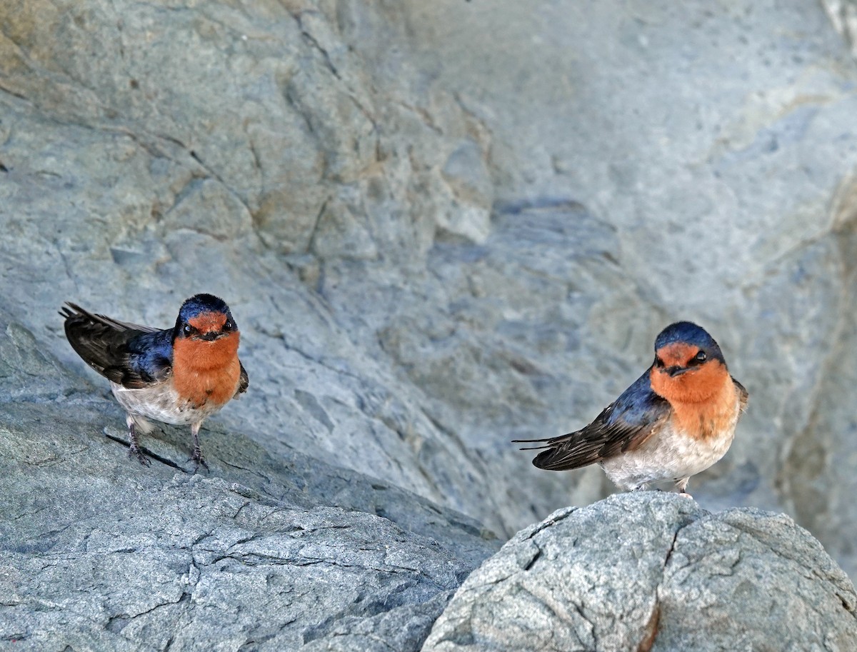 Welcome Swallow - ML646459446