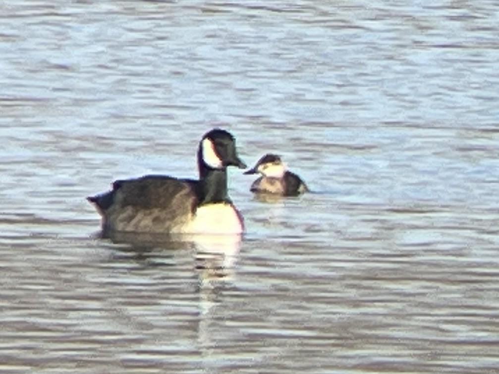 Ruddy Duck - ML646459447