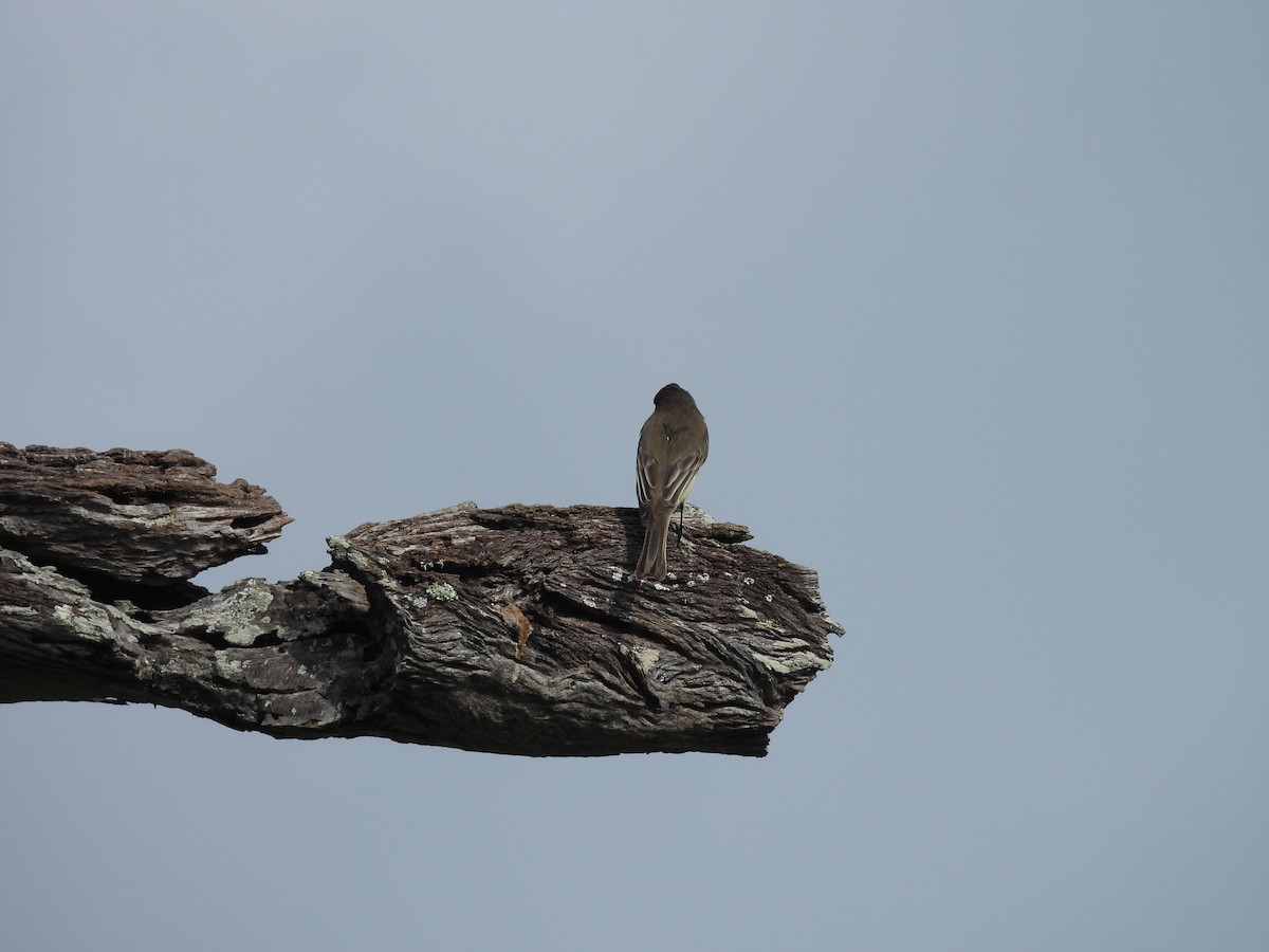 Eastern Phoebe - ML646459448