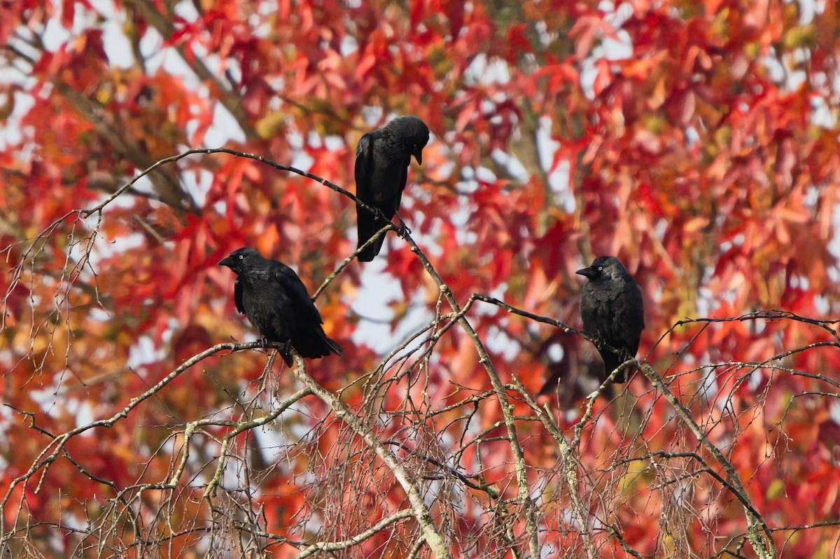 Choucas des tours - ML646459449