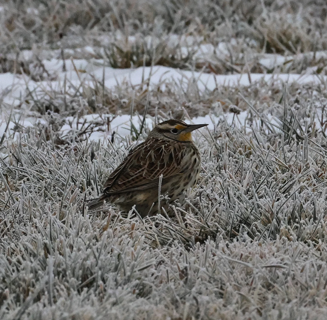 Western Meadowlark - ML646459450
