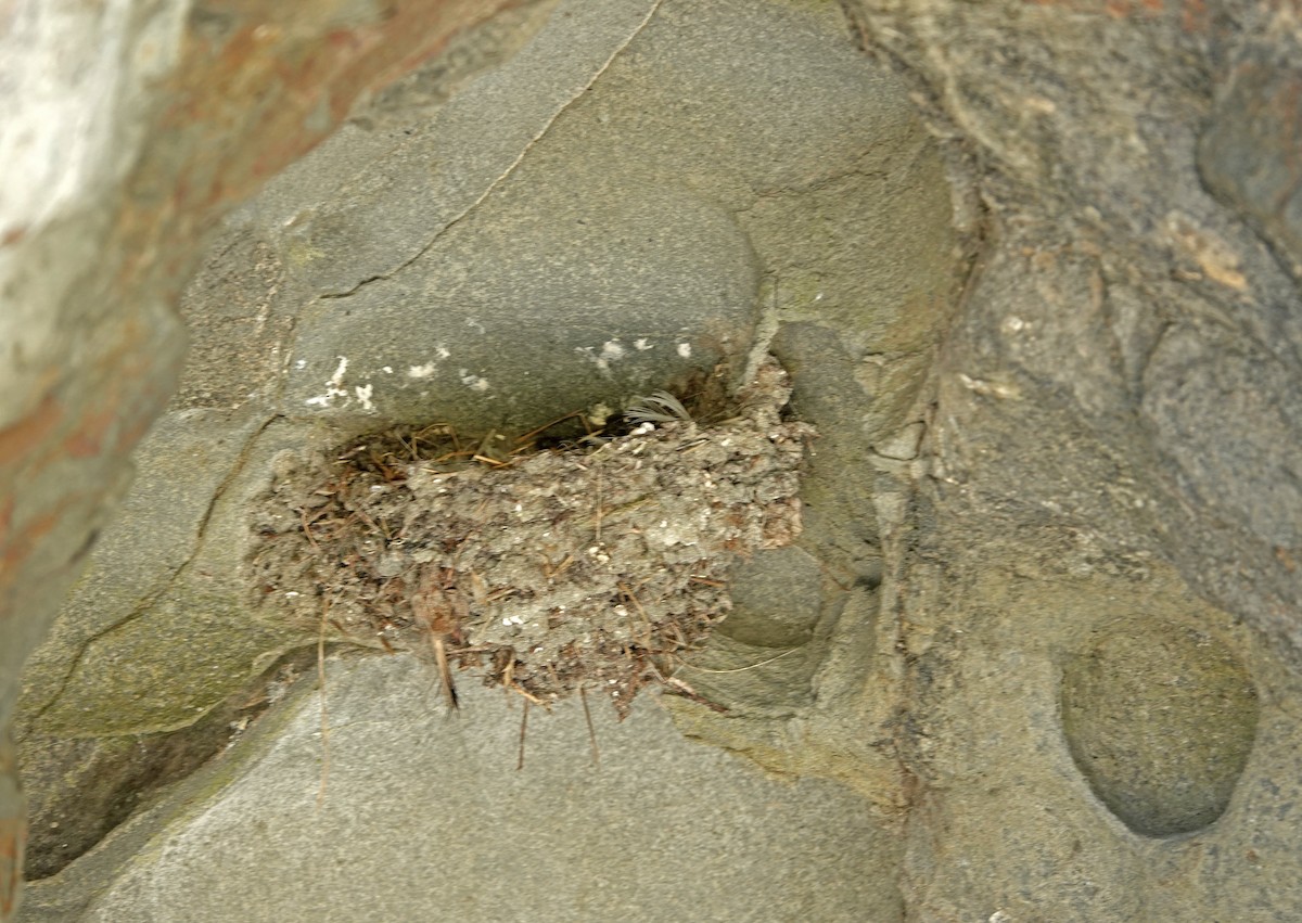 Welcome Swallow - ML646459451