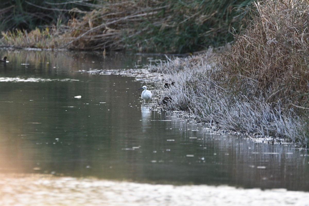 小白鷺 - ML646459452