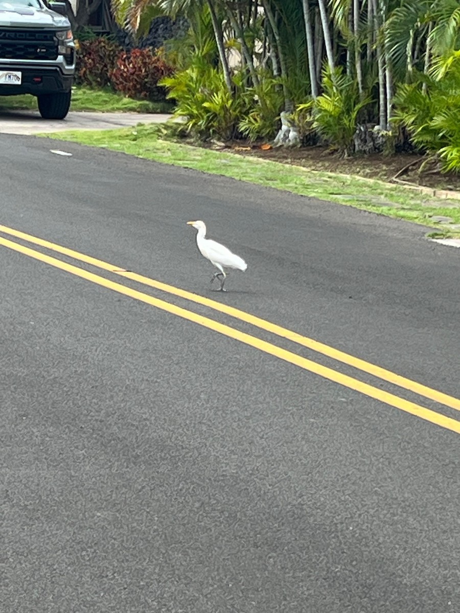 Western Cattle-Egret - ML646459453