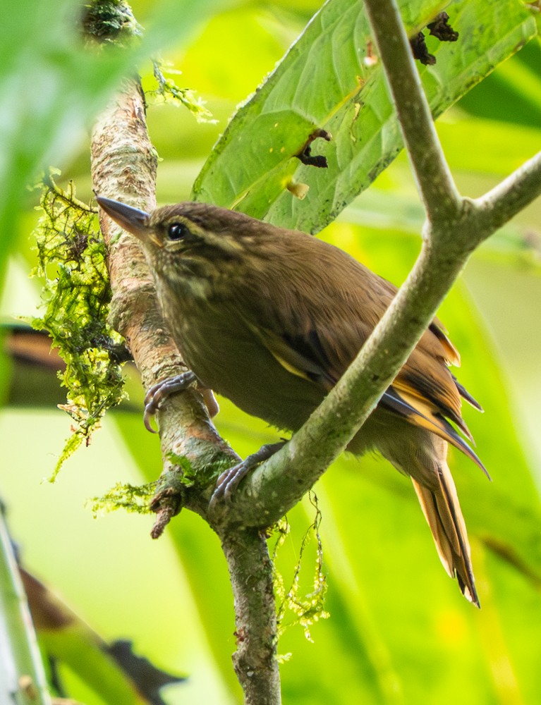 Northern Plain-Xenops - ML646459455