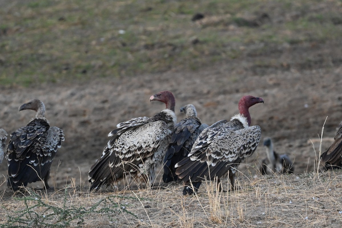 sup krahujový - ML646459456