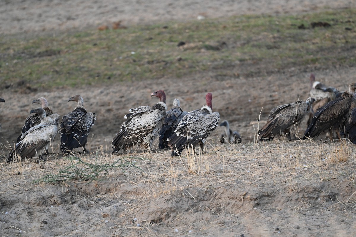 sup krahujový - ML646459457