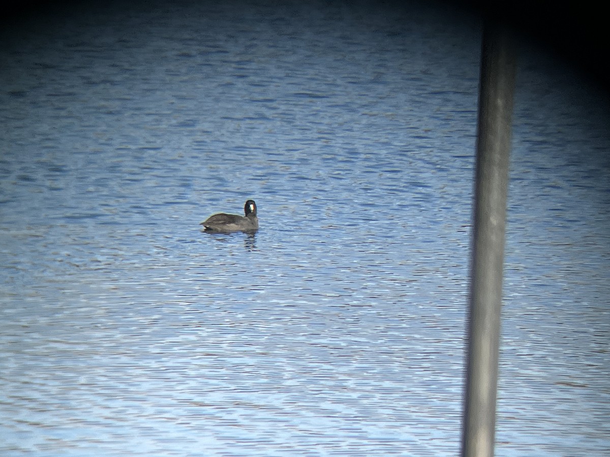 American Coot - ML646459458