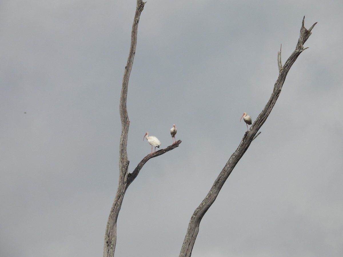 White Ibis - ML646459459