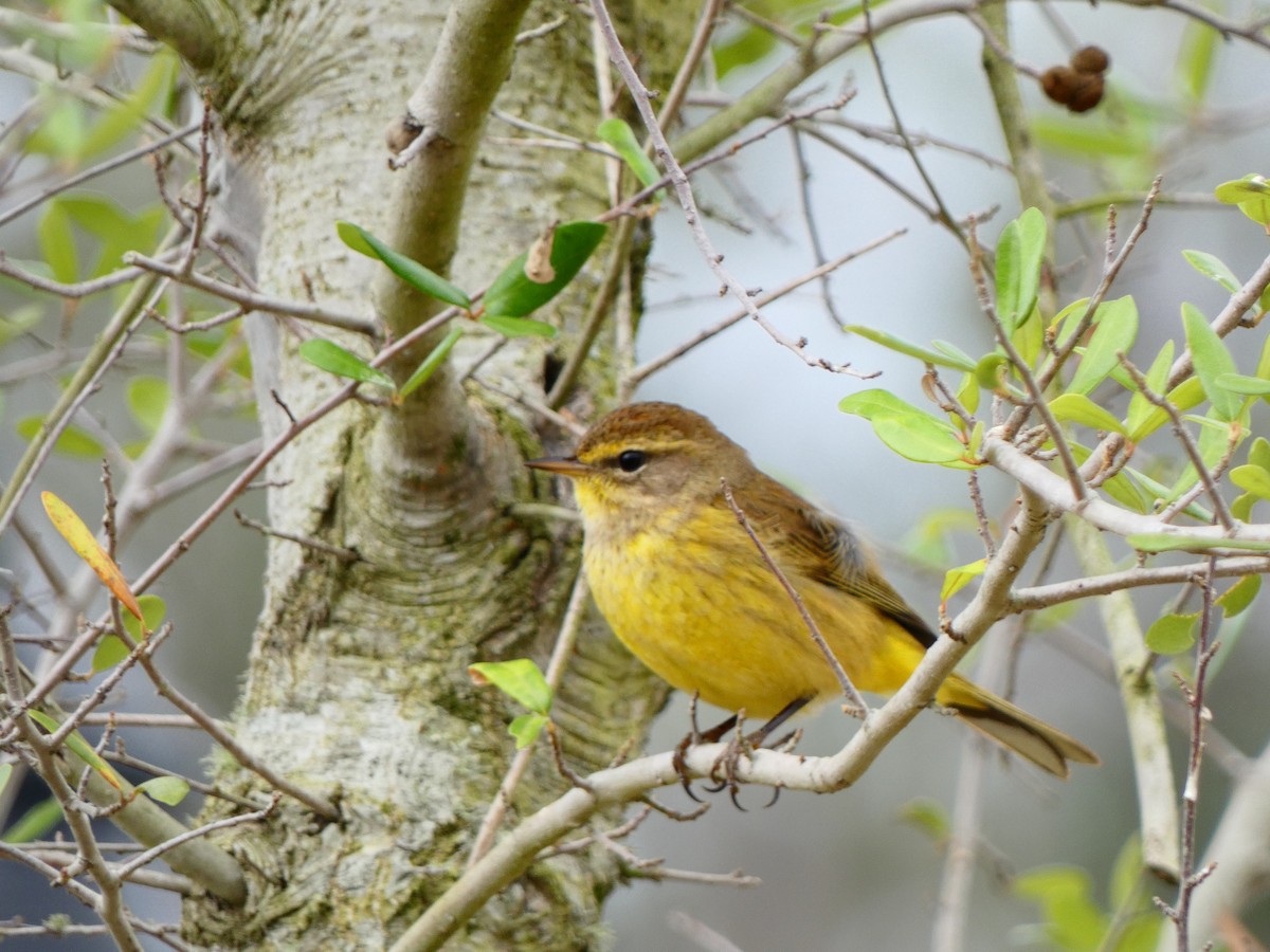 Palm Warbler (Yellow) - ML646459460