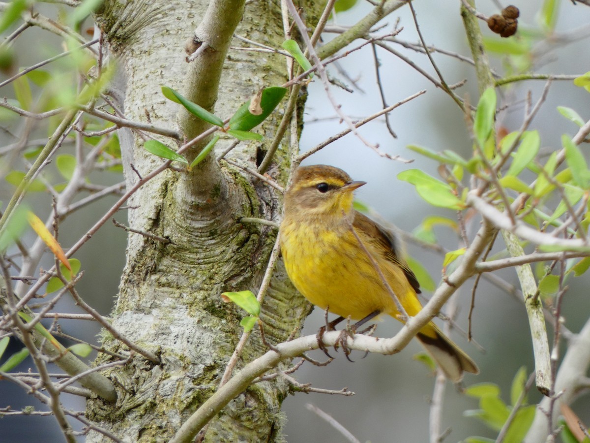 Palm Warbler (Yellow) - ML646459461