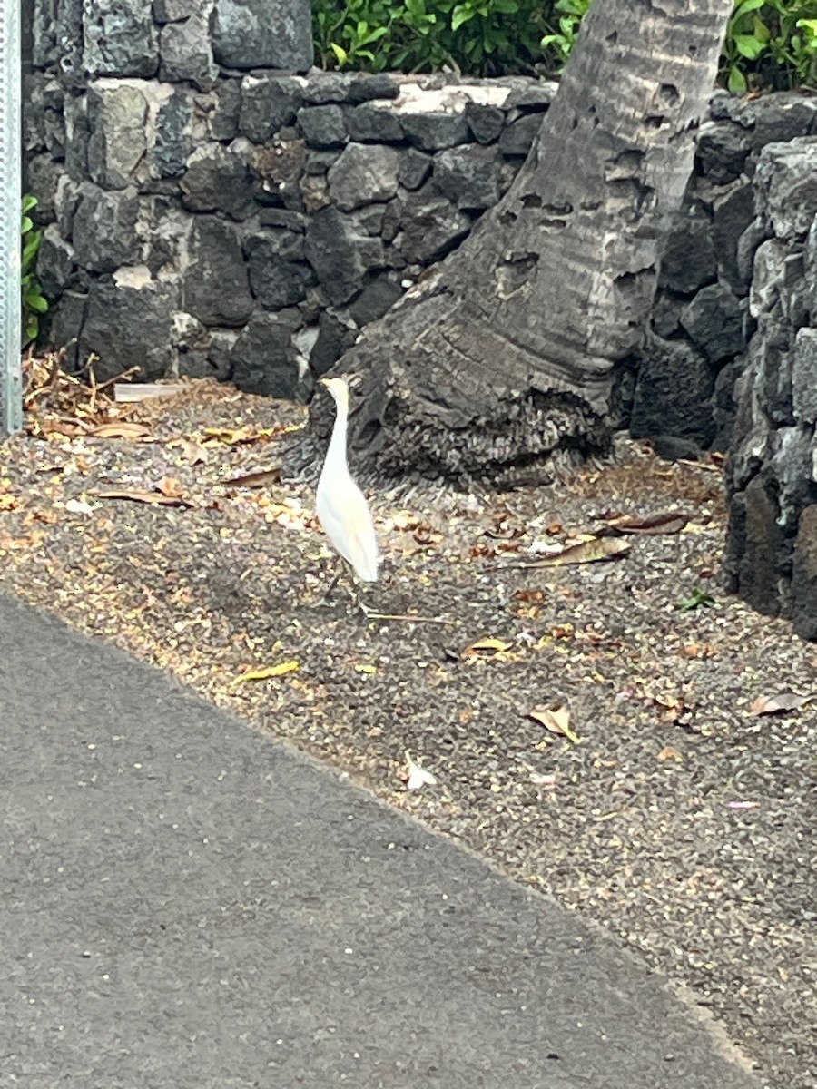 Western Cattle-Egret - ML646459462