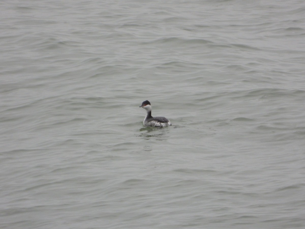 Horned Grebe - ML646459468