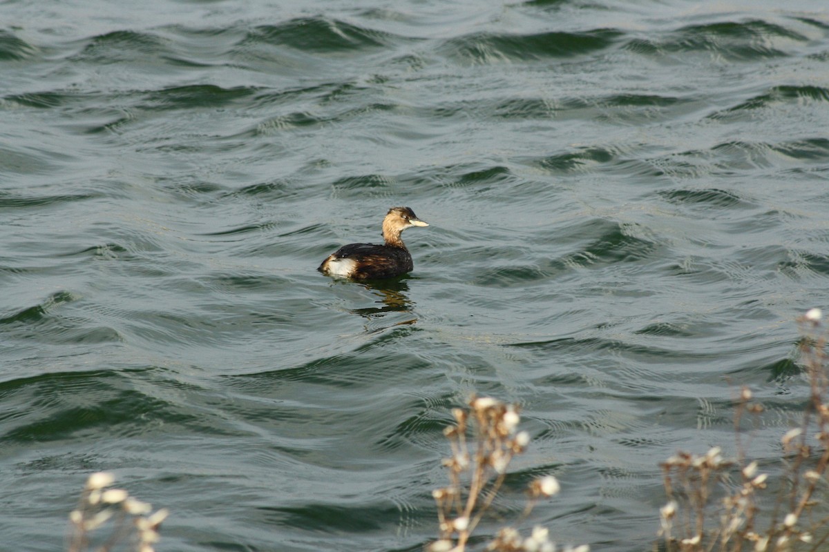 potápka malá - ML646459471