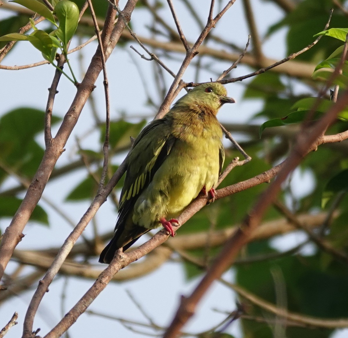 Pink-necked Green-Pigeon - ML646459472