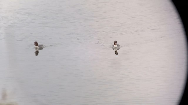 Common Merganser - ML646459474