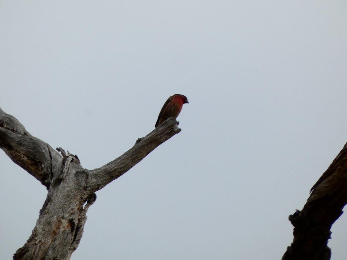 House Finch - ML646459476
