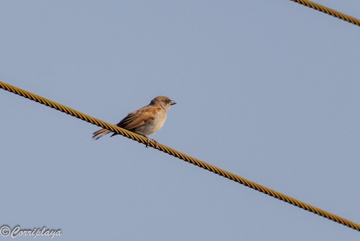 Northern Gray-headed Sparrow - ML646459477