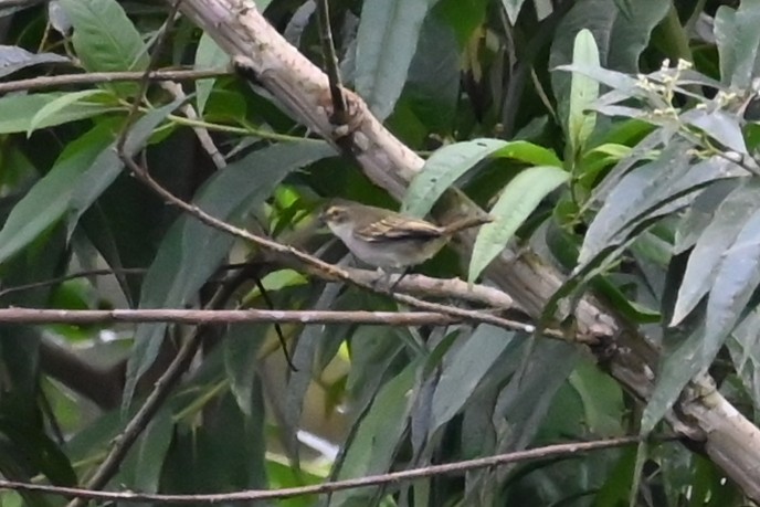 Choco Tyrannulet - ML646459479