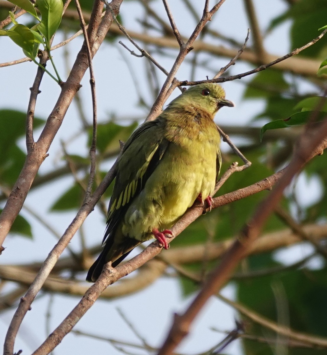 Pink-necked Green-Pigeon - ML646459480