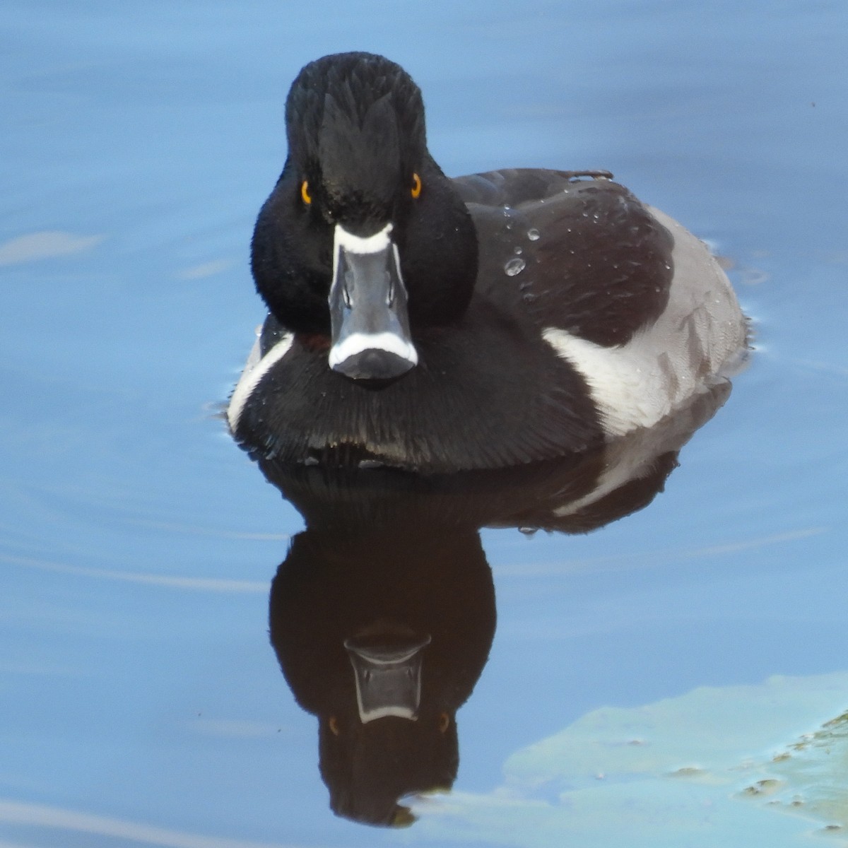 polák proužkozobý - ML646459481