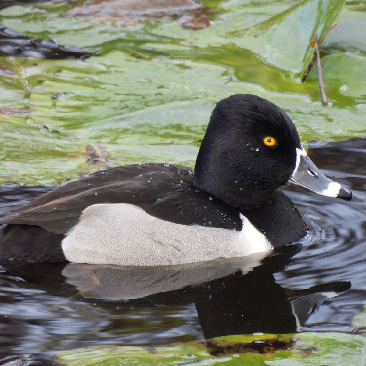 polák proužkozobý - ML646459482