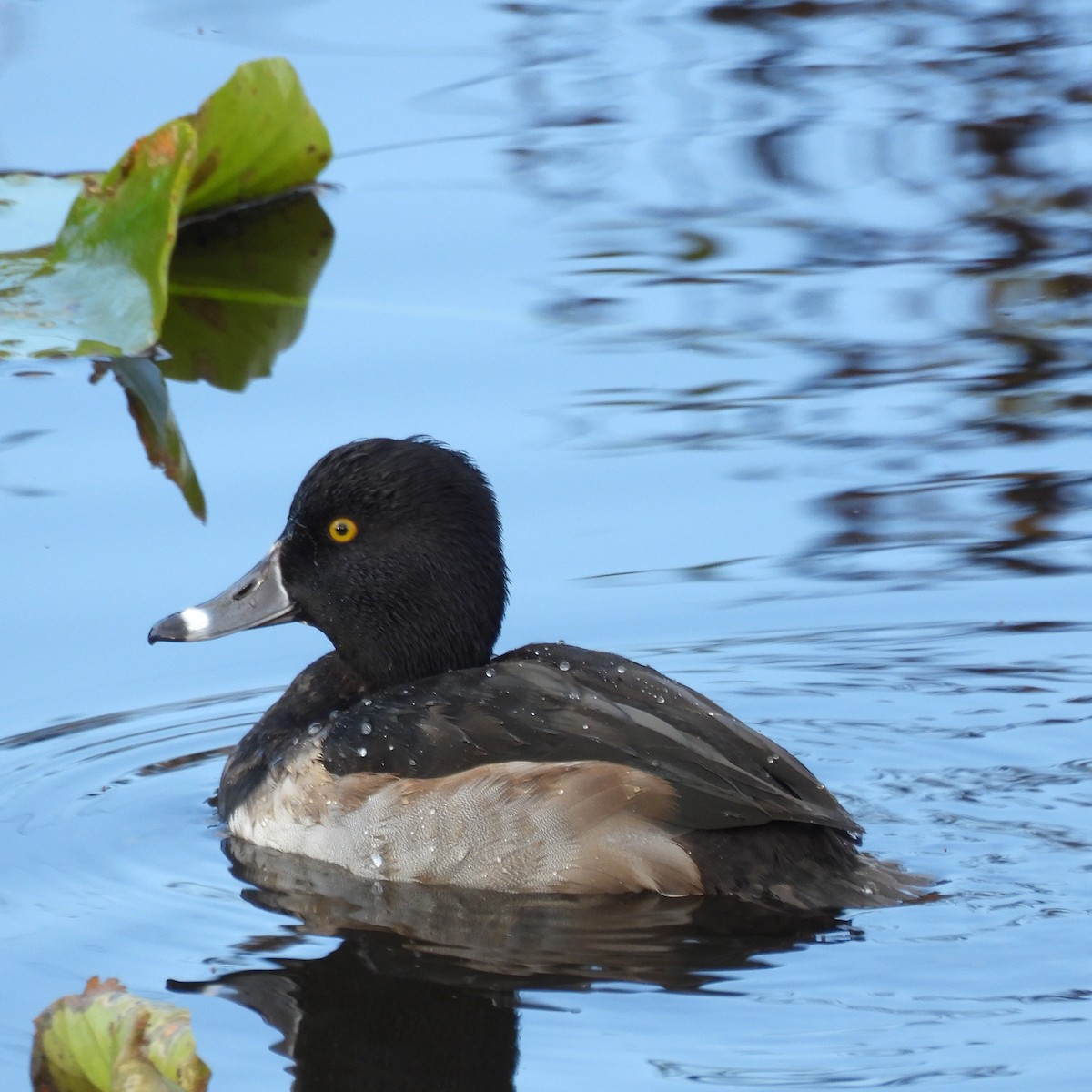 polák proužkozobý - ML646459483