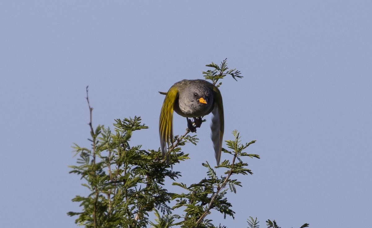 Great Pampa-Finch - ML646459484