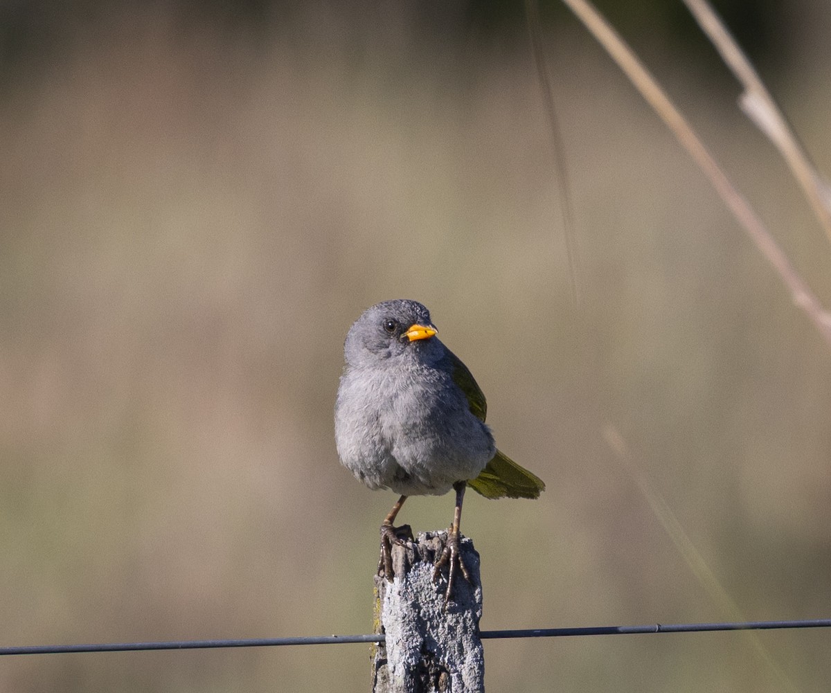 Great Pampa-Finch - ML646459485