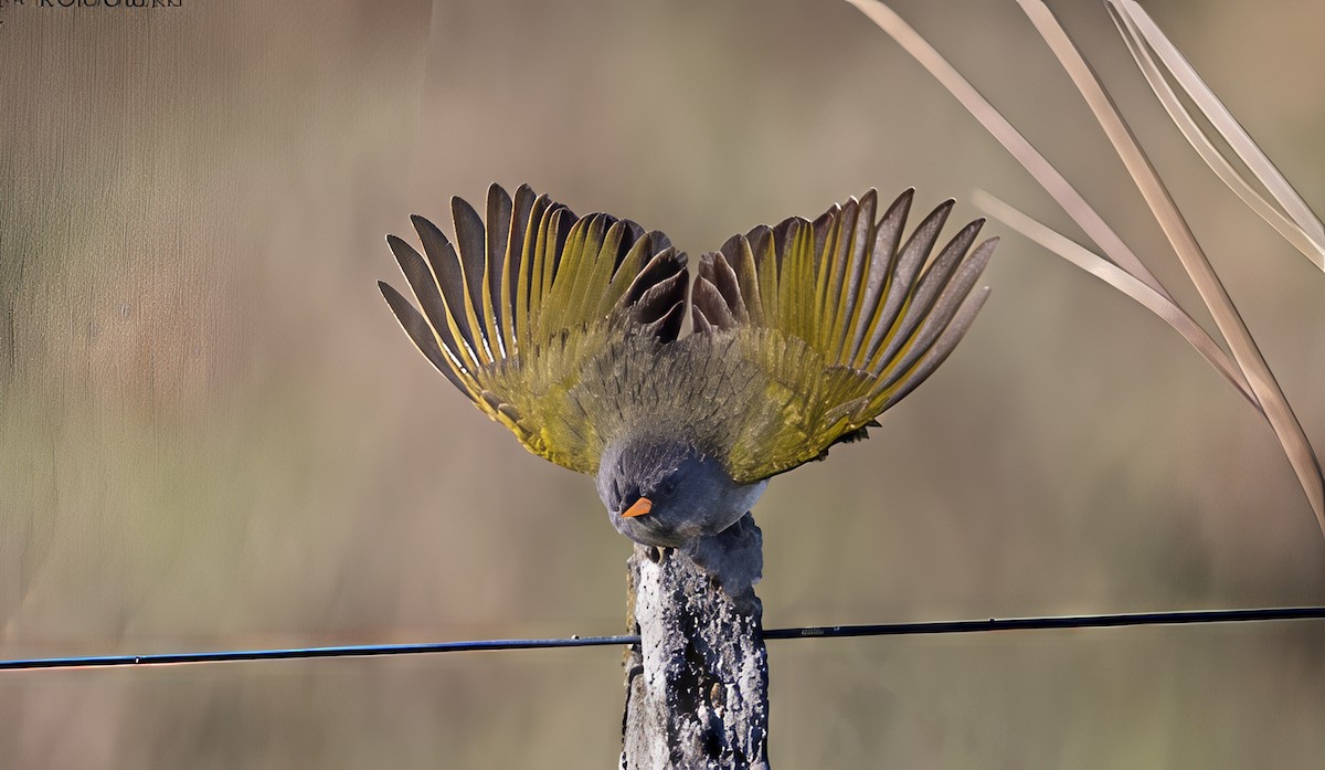 Great Pampa-Finch - ML646459486
