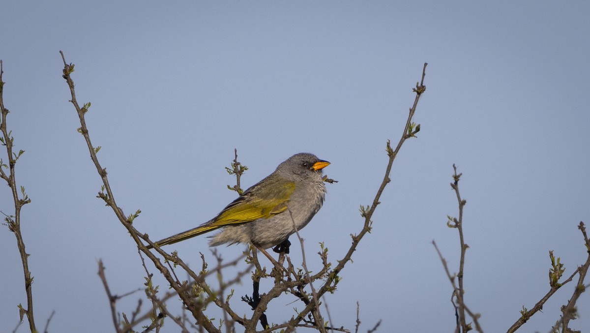 Great Pampa-Finch - ML646459487