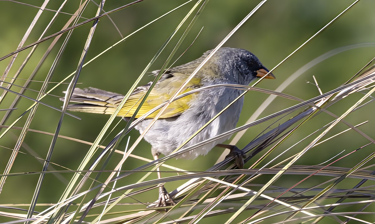 Great Pampa-Finch - ML646459488