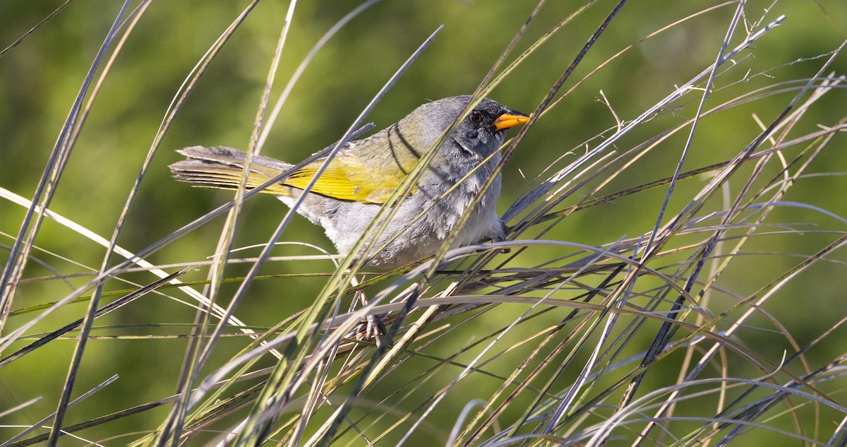 Great Pampa-Finch - ML646459490