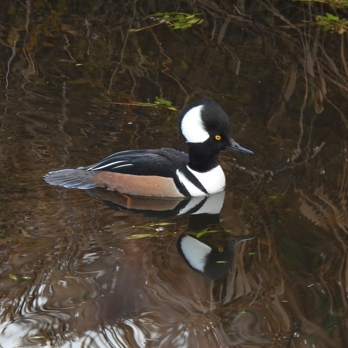 morčák chocholatý - ML646459491