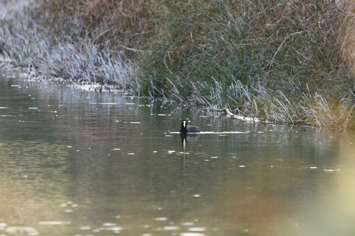 白冠雞 - ML646459493