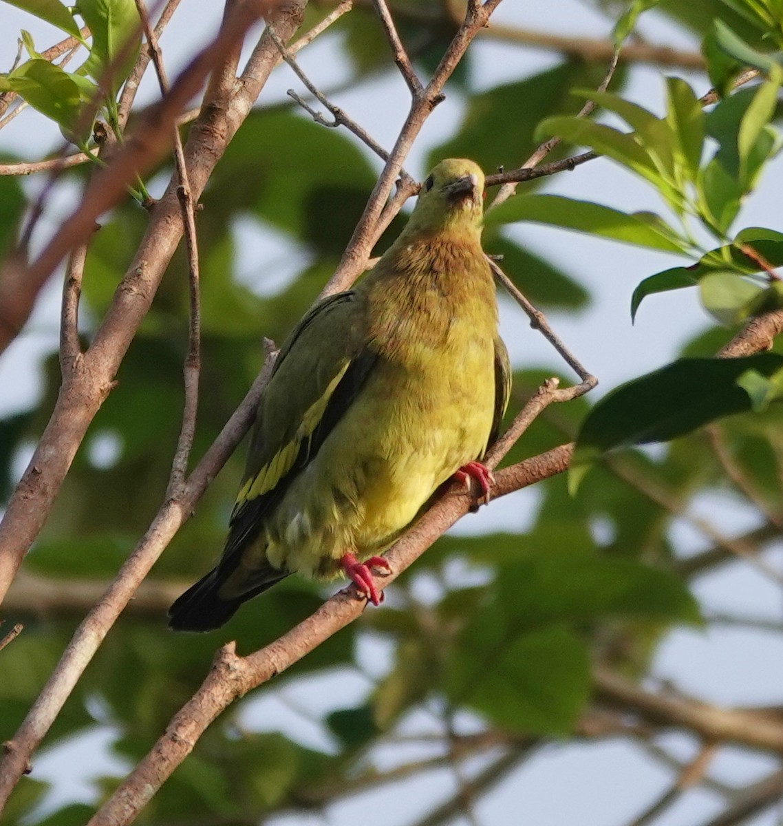 Pink-necked Green-Pigeon - ML646459500
