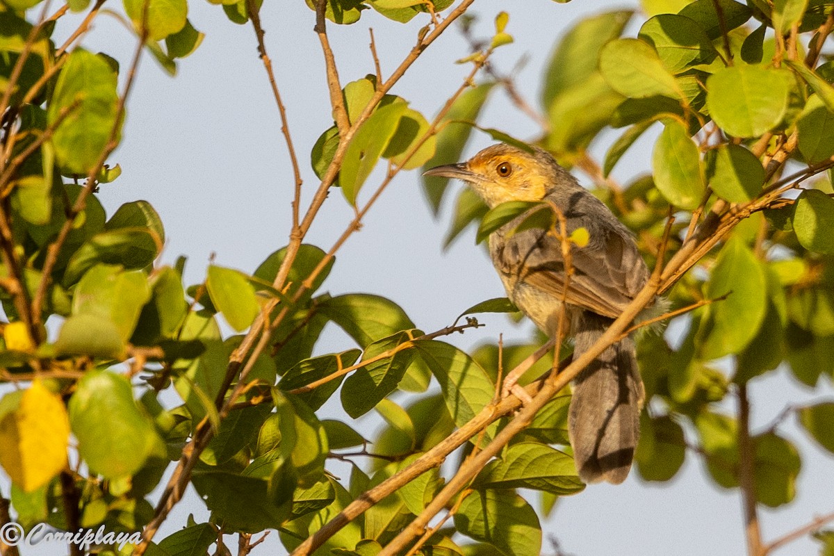 Red-faced Cisticola - ML646459501