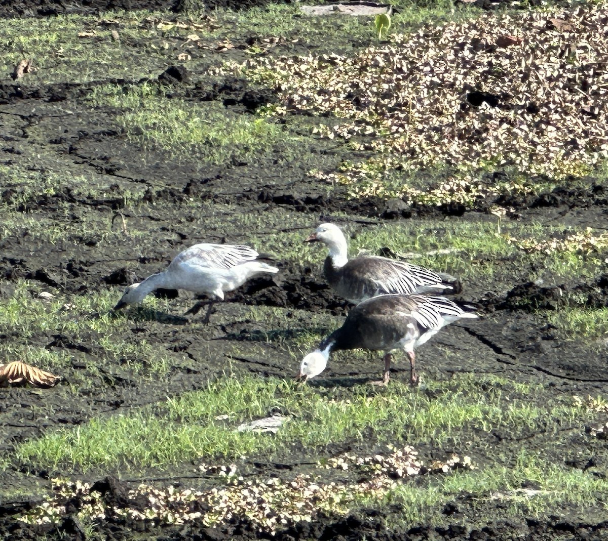 husa sněžní - ML646459502