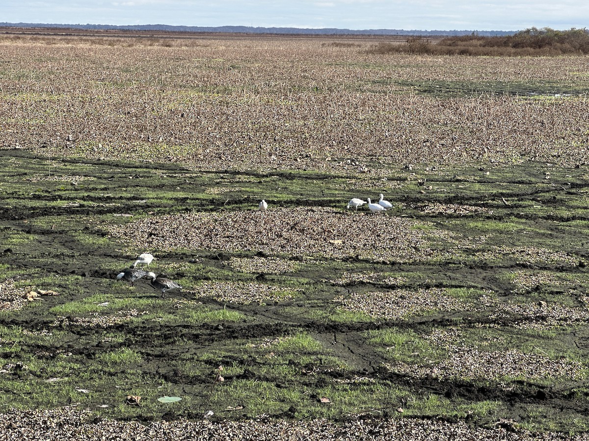 husa sněžní - ML646459503