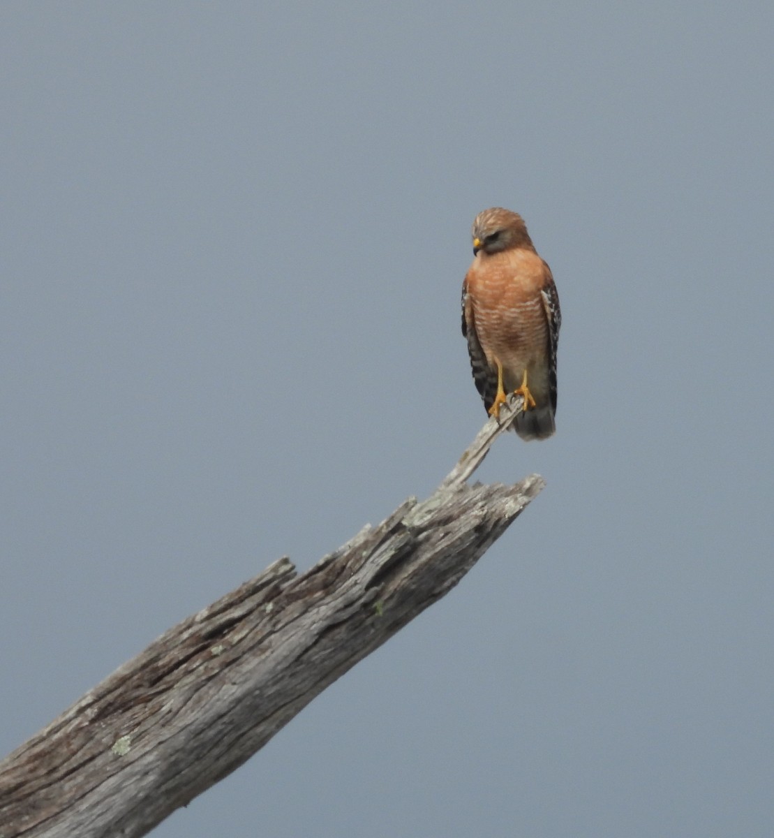 Red-shouldered Hawk - ML646459506