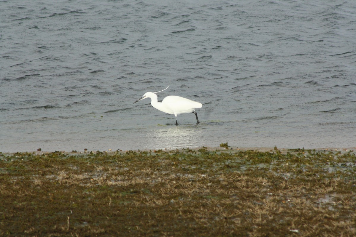 volavka stříbřitá - ML646459508